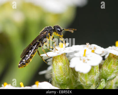 Les iguanes à Club Sapygina decemguttata (WASP), les aires communes sur le millefeuille (Achillea millefolium), Allemagne Banque D'Images