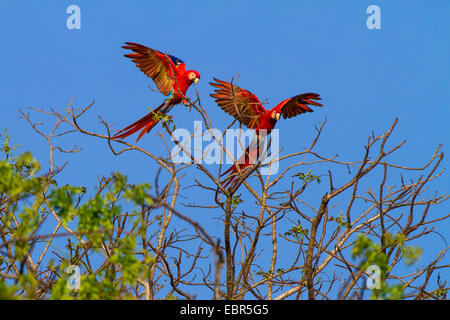 Ara rouge (Ara macao), deux oiseaux se poser sur un arbre haut, Costa Rica Banque D'Images