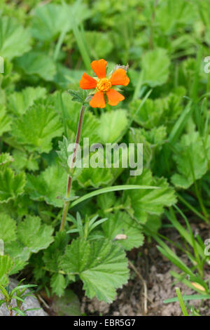 Benoîte écarlate (Geum coccineum), blooming Banque D'Images