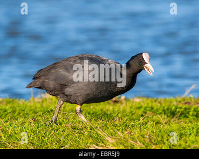 Black Foulque macroule (Fulica atra), manger gras, Allemagne Banque D'Images