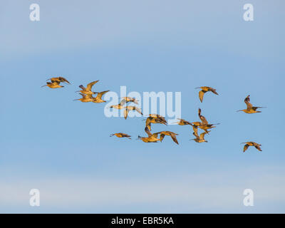 Western Curlew (Numenius arquata), troupeau, le ciel, Allemagne Banque D'Images