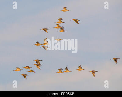 Western Curlew (Numenius arquata), troupeau, le ciel, Allemagne Banque D'Images