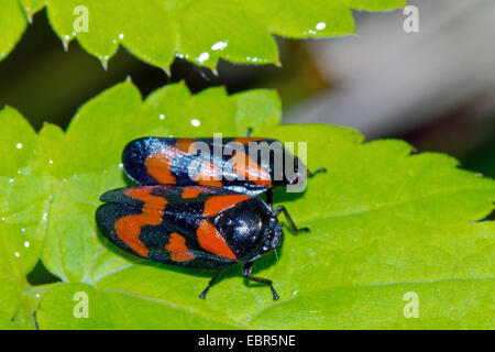 Noir et rouge (Cercopis froghopper Cercopis vulnerata, sanguinea), deux sur une feuille, Allemagne Banque D'Images