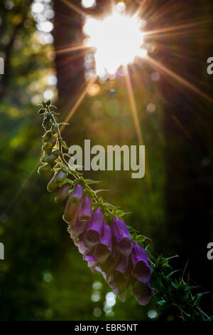 La digitale pourpre digitale, commune (Digitalis purpurea), inflorescence en forêt en contre-jour, l'Allemagne, Bade-Wurtemberg, Odenwald Banque D'Images