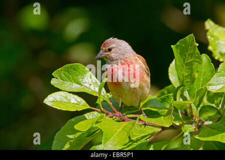 (Carduelis cannabina linnet, Acanthis cannabina), homme assis sur une branche dans un prunier, Allemagne Banque D'Images