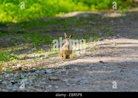 Lièvre européen, lièvre Brun (Lepus europaeus), peu d'hare assis sur un chemin forestier, Allemagne Banque D'Images