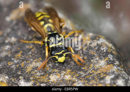 Guêpe Polistes gallicus (papier, Polistes dominulus), sur une pierre, Allemagne Banque D'Images