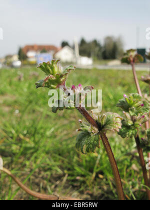 Henbit dead-nettle, commun deadnettle (Lamium amplexicaule), l'inflorescence avec fleurs fleurs cléistogames, ALLEMAGNE, Basse-Saxe Banque D'Images