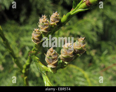 Le thuya géant (Thuja plicata), de la direction générale avec les jeunes cônes Banque D'Images