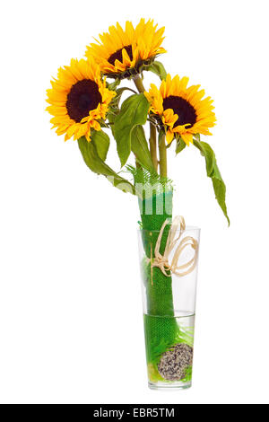 Nature morte avec tournesols dans un vase de verre isolé sur fond blanc. Libre. Banque D'Images