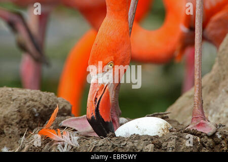 Flamant rose, American flamingo, Caraïbes Flamingo (Phoenicopterus ruber ruber), avec l'oeuf dans le nid Banque D'Images