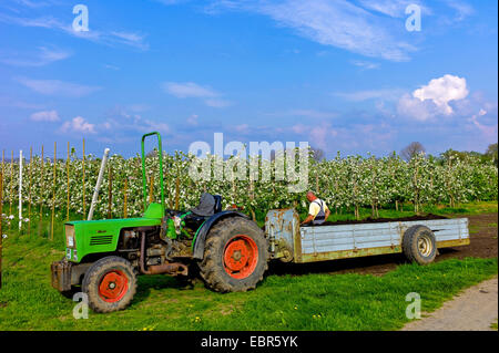 Prendre soin d'une plantation d'Apple dans l'Altes Land, dispersant le compost, l'ALLEMAGNE, Basse-Saxe, Jork Banque D'Images