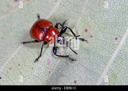 Rouleau de feuille de chêne, le chêne rouge (rouleau Attelabus nitens), pond ses œufs sur une feuille, Allemagne Banque D'Images