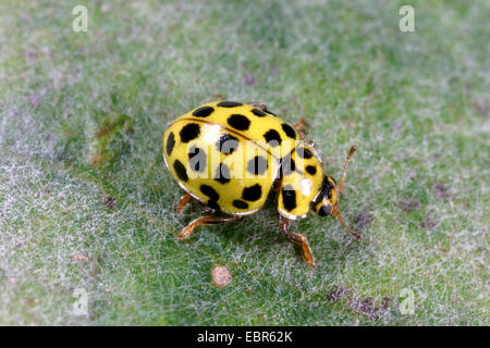 Vingt-spot coccinelle (Thea vigintiduopunctata Psyllobora vigintiduopunctata,), sur une feuille velue, Allemagne Banque D'Images