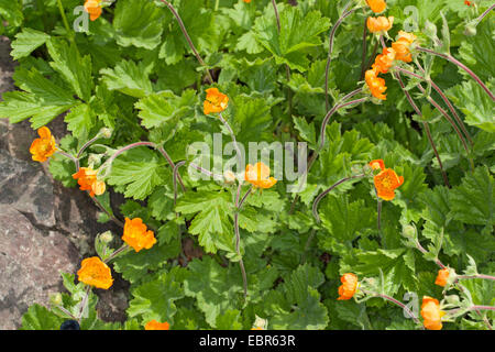 Benoîte écarlate, Avens (Geum coccineum), blooming Banque D'Images