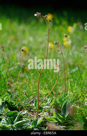 Meadow saxifrage (Saxifraga granulata), blooming, Allemagne Banque D'Images