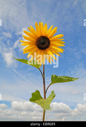 Politique du tournesol (Helianthus annuus), en face de ciel avec nuages, Allemagne Banque D'Images