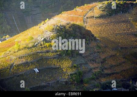 Vignobles à la vallée de l'Ahr, Mayschoss à la vallée de l'Ahr, secteur en croissance de la vigne cépage Pinot noir et Portugieser Traube, Allemagne, Rhénanie-Palatinat, Eifel, Ingelbach Banque D'Images
