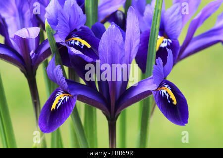 Imberbe nain Iris reticulata iris (fleurs), Banque D'Images