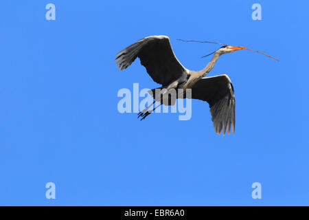 Héron cendré (Ardea cinerea), le vol avec une succursale dans son bec, Allemagne Banque D'Images