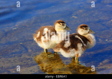 Egyptian goose (Alopochen aegyptiacus), des poussins en eau peu profonde, Allemagne Banque D'Images