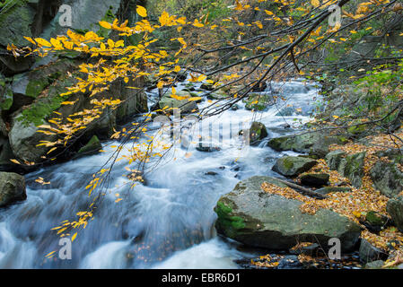 River à la vallée de Bode Ilse en automne, l'Allemagne, la Saxe-Anhalt, Parc National de Harz, Thale Banque D'Images