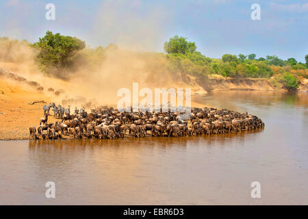 Le Gnou bleu, chat blanc, gnu-gnou barbu (Connochaetes taurinus), grand troupeau de gnous de boire à la rivière, le Masai Mara National Park Banque D'Images