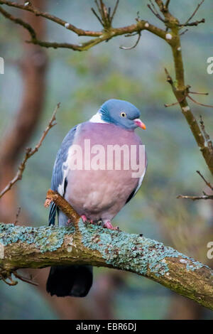 Pigeon ramier (Columba palumbus), assis sur un arbre regardant vers le bas, l'ALLEMAGNE, Basse-Saxe, Spiekeroog Banque D'Images