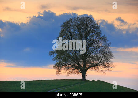 Le tilleul, Tilleul, tilleul (Tilia spec.), noyer dans le crépuscule, Suisse Banque D'Images