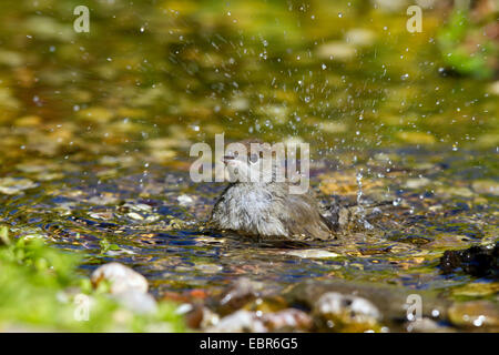 Blackcap (Sylvia atricapilla), baignade, Allemagne pour mineurs Banque D'Images
