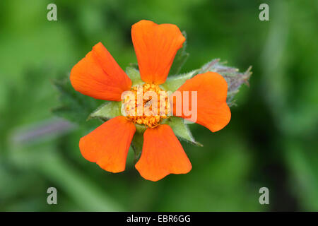 Benoîte écarlate (Geum coccineum), fleur Banque D'Images