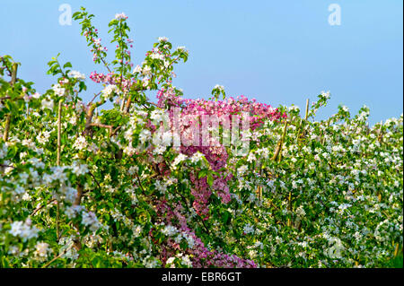 Pommier (Malus domestica), la floraison des pommiers en fleurs blanches et roses à une plantation de Jork, ALLEMAGNE, Basse-Saxe Banque D'Images