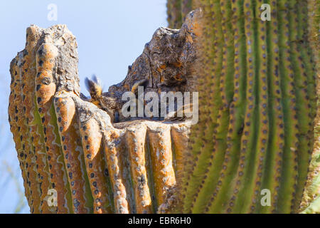 Grand-duc d'Amérique (Bubo virginianus), l'élevage dans une rupture de saguaro, USA, Arizona, Phoenix Banque D'Images