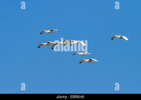 Ibis blanc (Eudocimus albus), battant les pays fournisseurs, le Costa Rica, Rio Herradura Banque D'Images