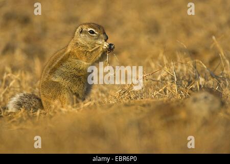 L'Afrique du Sud, Cape de spermophile du Columbia (Geosciurus inauris, HA83 inauris), l'alimentation, de l'Afrique du Sud, Eastern Cape, Mountain Zebra National Park Banque D'Images