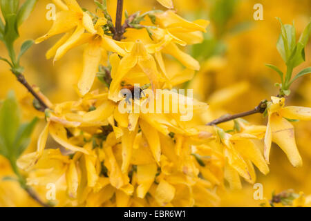 Forsythia (Forsythia commun x intermedia, Forsythia intermedia), la floraison forsythia avec bourdon, Allemagne Banque D'Images