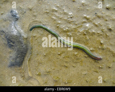 Ragworm, sandworm, néréide, king ragworm (Nereis virens, Neanthes virens), ragworm à la vasière intertidale, ALLEMAGNE, Basse-Saxe, Spiekeroog Banque D'Images