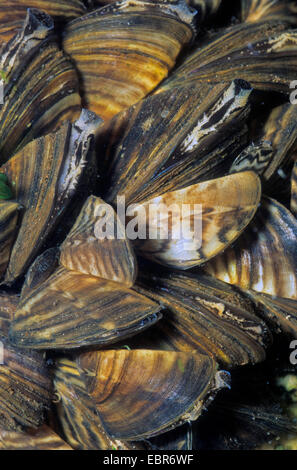 La moule zébrée, Dreissena, en forme de nombreux mulette (Dreissena polymorpha), groupe, Allemagne Banque D'Images