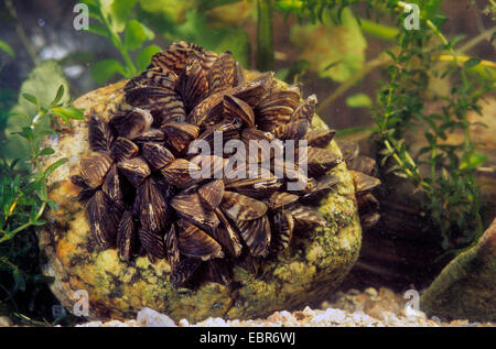 La moule zébrée, Dreissena, en forme de nombreux mulette (Dreissena polymorpha), groupe sur une pierre, Allemagne Banque D'Images