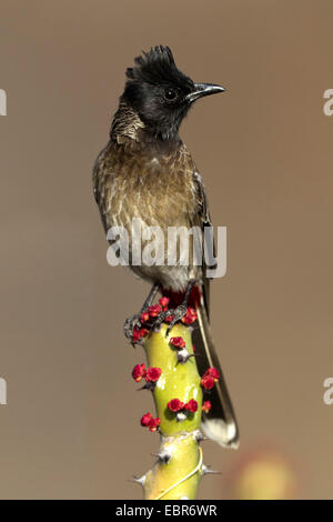 Red-ventilé (Pycnonotus cafer bulbul), assis sur une euphorbe ésule, Inde, Ranthambhore Banque D'Images