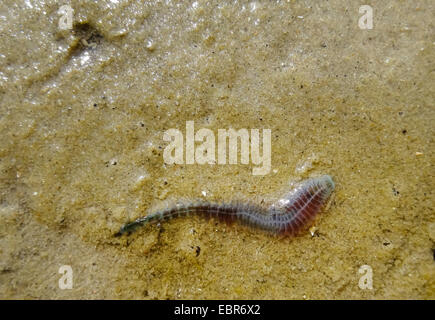 Ragworm, sandworm, néréide, king ragworm (Nereis virens, Neanthes virens), regworm à la vasière intertidale, ALLEMAGNE, Basse-Saxe, Spiekeroog Banque D'Images