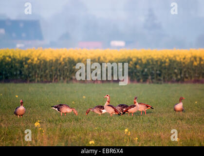 Egyptian goose (Alopochen aegyptiacus), groupe d'oies égyptiennes dans un pré, en Allemagne, en Basse-Saxe, Frise Orientale, Norddeich Banque D'Images