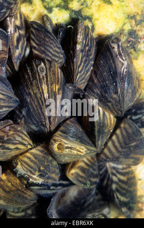 La moule zébrée, Dreissena, en forme de nombreux mulette (Dreissena polymorpha), groupe sur une pierre, Allemagne Banque D'Images