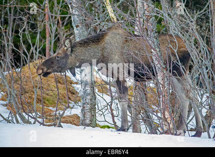 Le wapiti, l'orignal (Alces alces alces), la femelle orignal manger en hiver, de la Norvège, Troms Banque D'Images