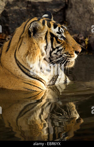 Tigre du Bengale (Panthera tigris tigris), baignade, homme, l'Inde, Ranthambhore Banque D'Images