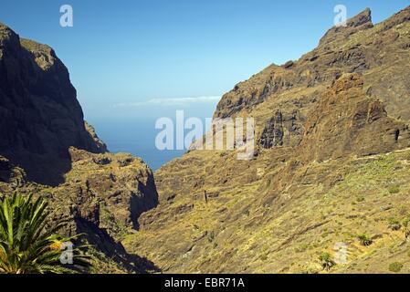 Barranco de Masca dans les montagnes de Teno, Iles Canaries, Tenerife Banque D'Images