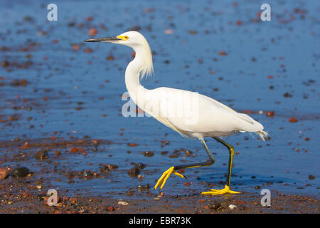 Aigrette neigeuse (Egretta thula), la marche sur la plage, le Costa Rica, Pazifikkueste Banque D'Images