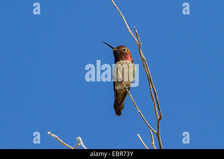 Anna's hummingbird (Calypte anna), mâle sur l'affût, USA, Arizona, Phoenix Banque D'Images