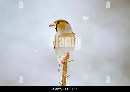 (Coccothraustes coccothraustes hawfinch), Femme, Allemagne Banque D'Images