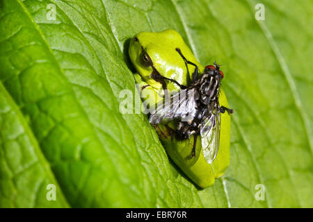 Feshfly, Chair-fly, marbré gris-mouche à viande (Sarcophaga carnaria), un bain de soleil sur une rainette au repos, Hyla arborea, Allemagne Banque D'Images